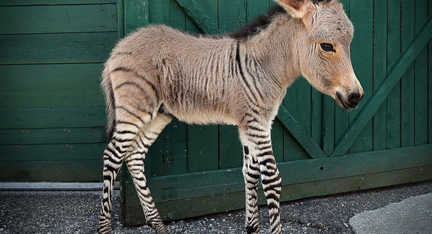 Here Are 10 Hybrid Animals That Actually Exist. #2 Is Frightening But