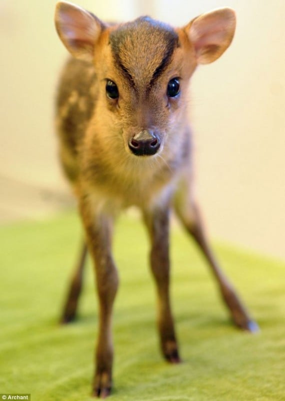 These 20 Photos Are Proof That Fawns Are Magical, Majestic ...