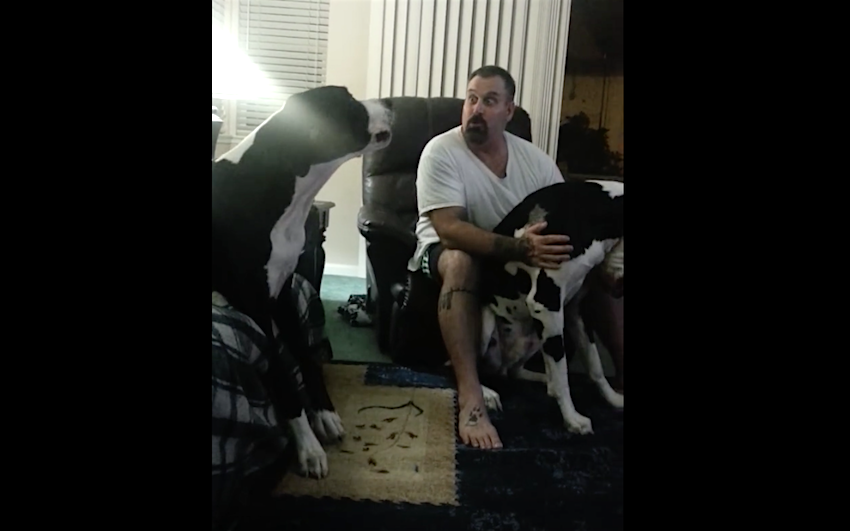 Dad’s Petting His Dog, But You’ll Want To See The Great ...