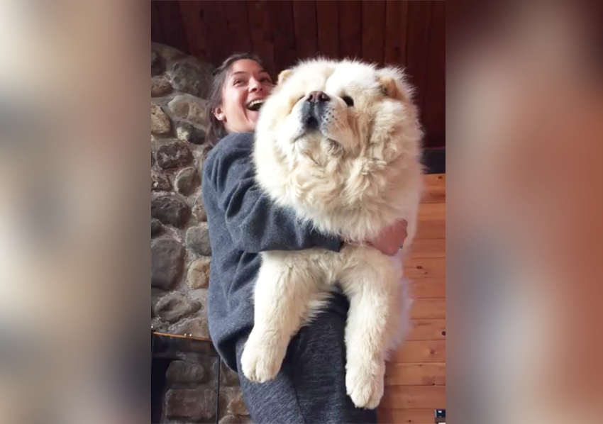 You Need To See What Happens When This Giant, Super-Fluffy Dog Gets