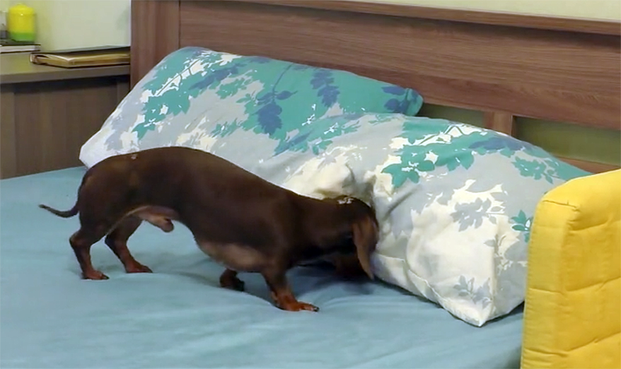pepper the dachshund in bed