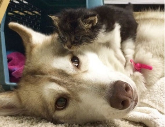Lilo the Husky took her in. Miraculously, the kitten started eating after a couple hours of cuddling.