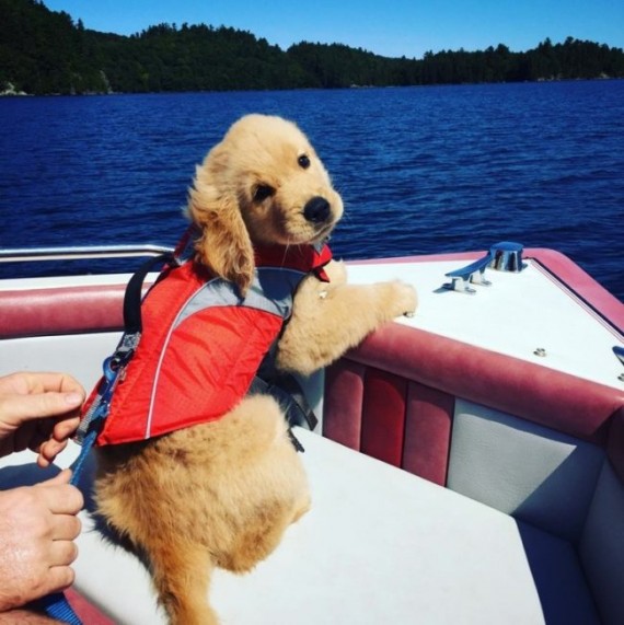 28 Puppies Who Can Get Away With Anything They Want Because They’re ...