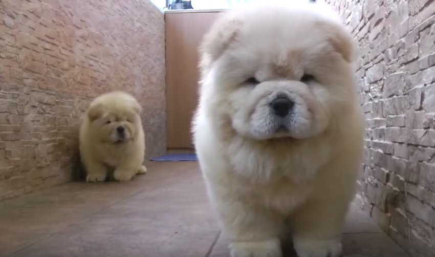 puppys that look like teddy bears