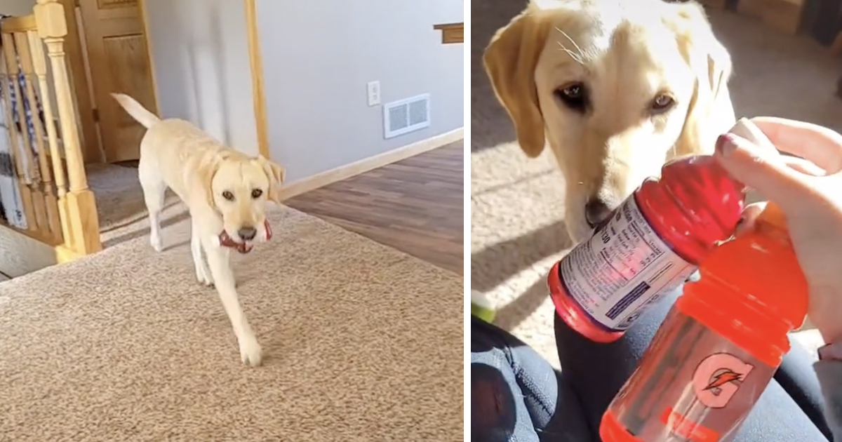 darby | Paw My Gosh