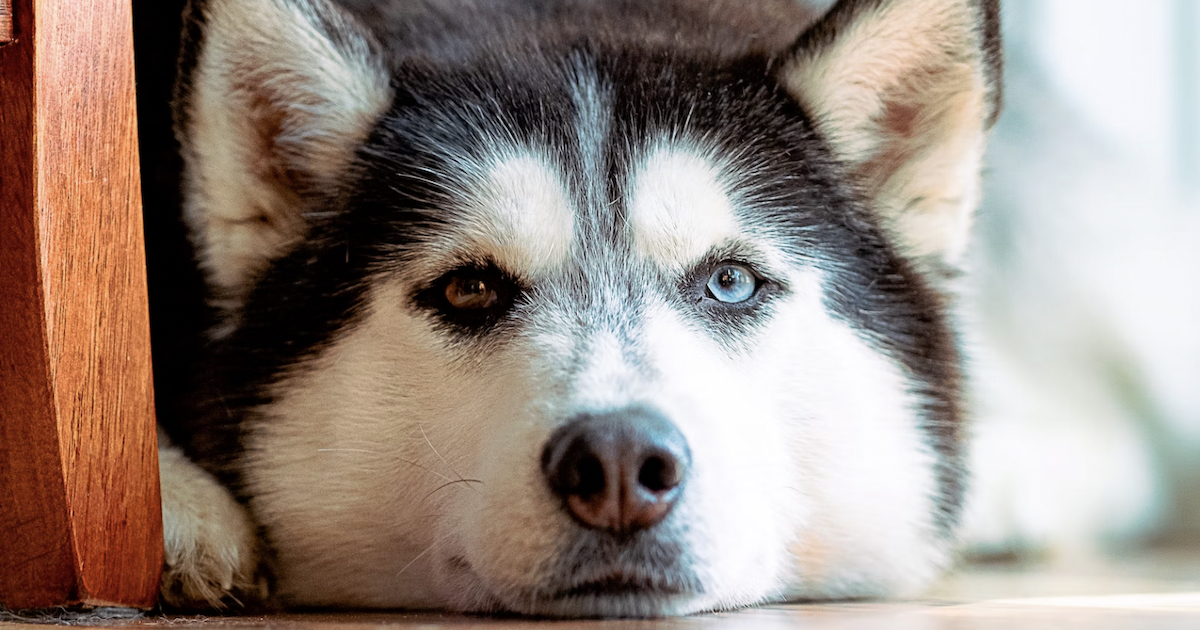 vet | Paw My Gosh