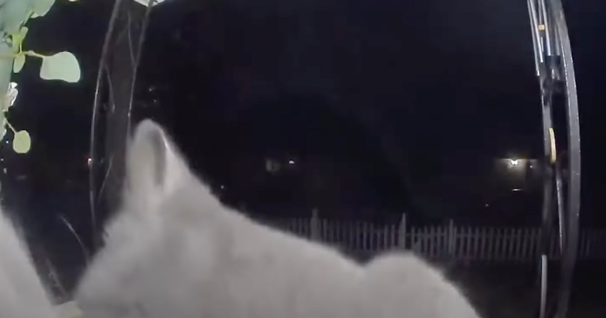 doorbell | Paw My Gosh