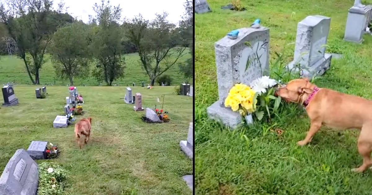 grave | Paw My Gosh
