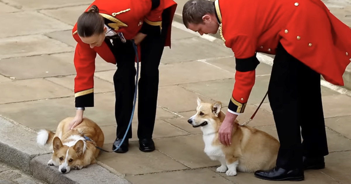 queen | Paw My Gosh